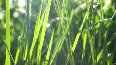 Gün batımında çimen rüzgarı esintisi