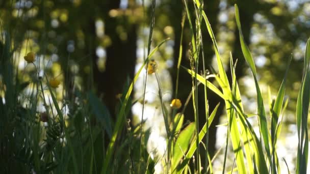 Gras Und Blumen Windbrise Sonnenuntergang Mit Insekten Fliegen Herum — Stockvideo