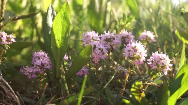 Sardas Wild Thyme Com Uma Brisa Vento Ambiente Natural — Vídeo de Stock