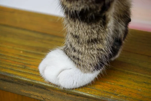 Patas Gato Tigre Branco Fundo Madeira — Fotografia de Stock