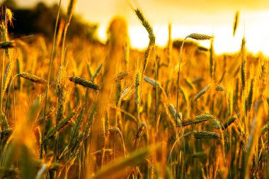 Gün batımında buğday tarlası