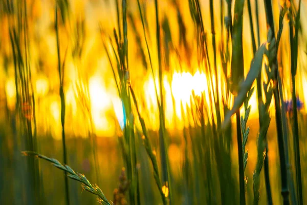 Campo Grano Con Tramonto — Foto Stock