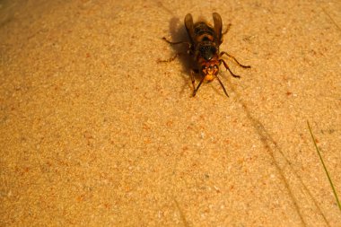 Eşekarısı güneşte ısınıyor.