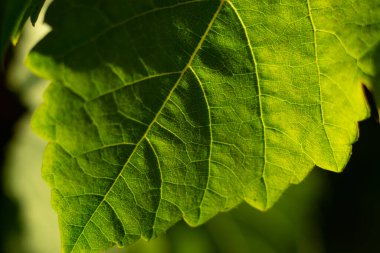 Detaylı yeşil asma yaprağı