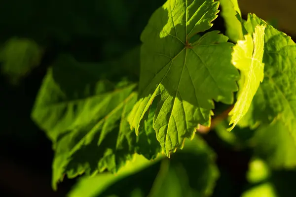 Zelené Vinné Listy Přírodě — Stock fotografie