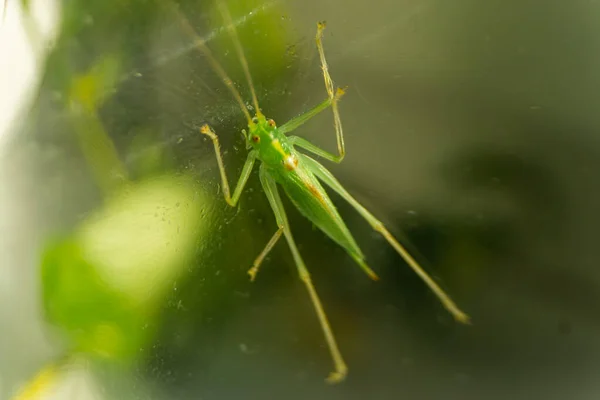 Gafanhoto Meconema Thalassinum Katydid Baterista — Fotografia de Stock