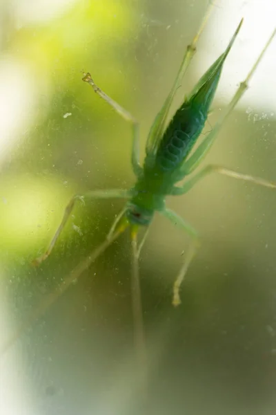 Gafanhoto Meconema Thalassinum Katydid Baterista — Fotografia de Stock