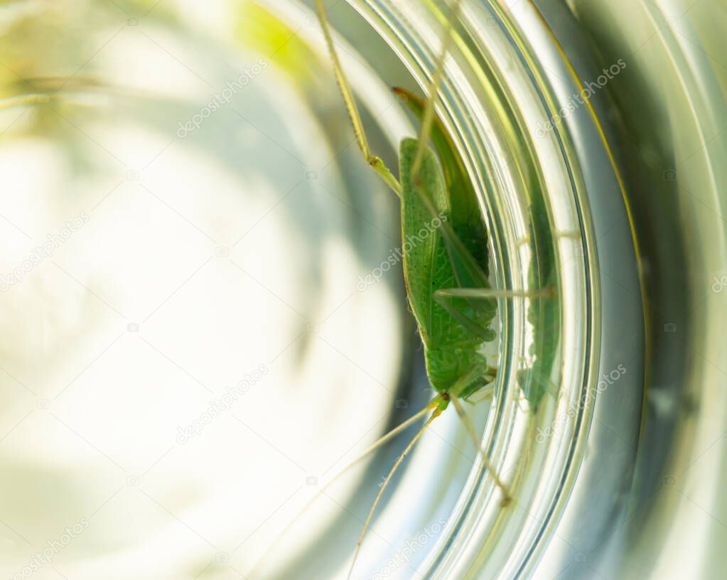 grasshopper in a glass(meconema thalassinum) - drumming katydid