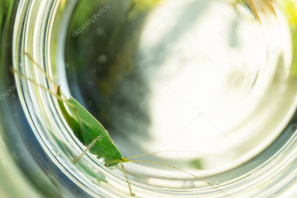 grasshopper in a glass (meconema thalassinum) - drumming katydid