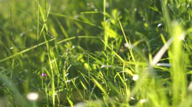 Açık yeşil çayır rüzgarda esiyor