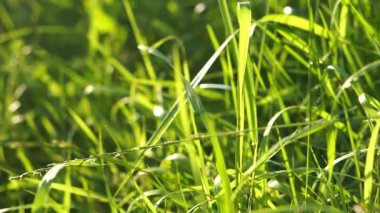 Açık yeşil çayır rüzgarda esiyor