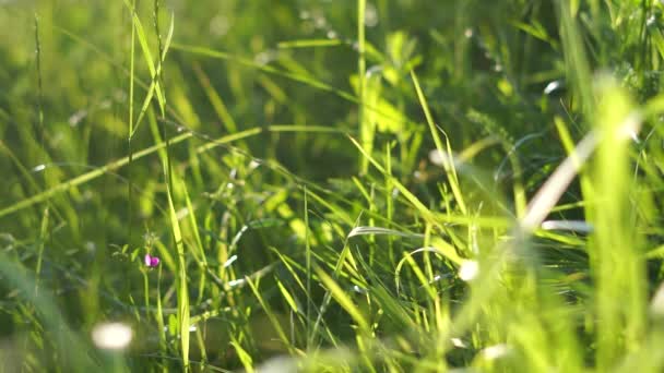 Prato Verde Chiaro Soffia Nel Vento — Video Stock