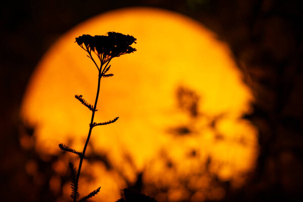 Африканское сафари