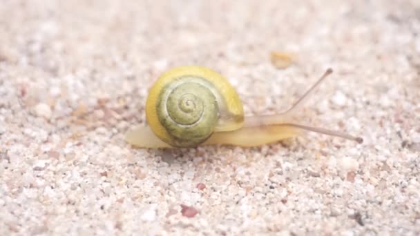 Garden Banded Snail Crawling Ground — Stock Video