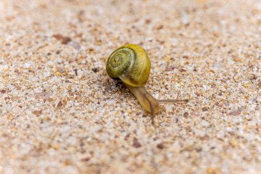Beyaz dudaklı salyangoz yerde sürünüyor.
