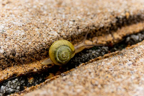 Garden Banded Snail Crawling Ground — Stock Photo, Image