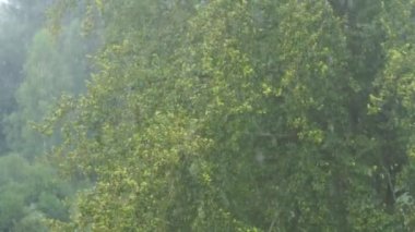 Ağaca bir yağmur fırtınası çarpar (kusursuz döngü))