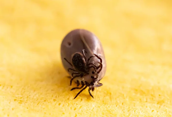 Two Ticks Mating Each Other — Stock Photo, Image