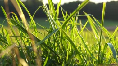 Yeşil Çim (pürüzsüz döngü)