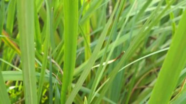 Çimlerin aşırı yakın plan detay videosu (pürüzsüz döngü)
