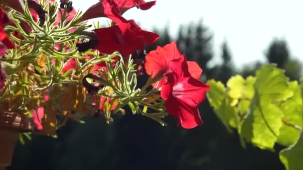 Rote Stiefmütterchen Blumen Pflanztopf — Stockvideo
