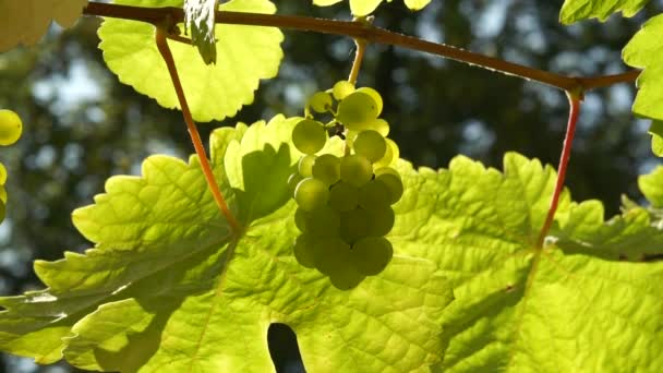 天然の太陽光でブドウとワインの葉 シームレスループ — ストック動画