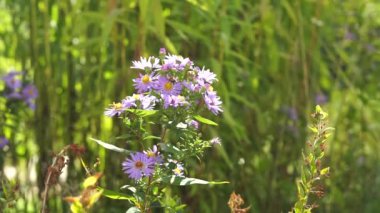 Bazı arılar glaucous asters polen (dipsiz döngü)