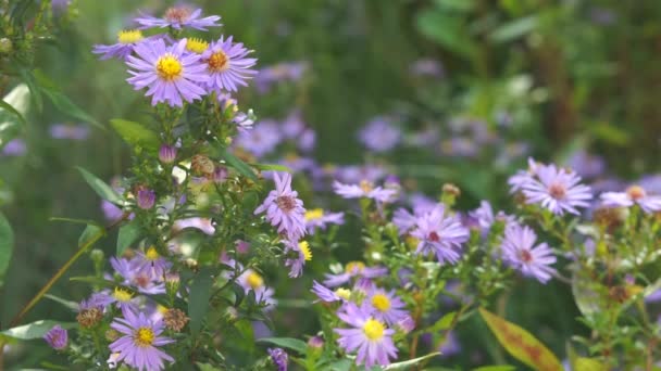 Purple Flowers Glaucous Aster Naadloze Lus — Stockvideo