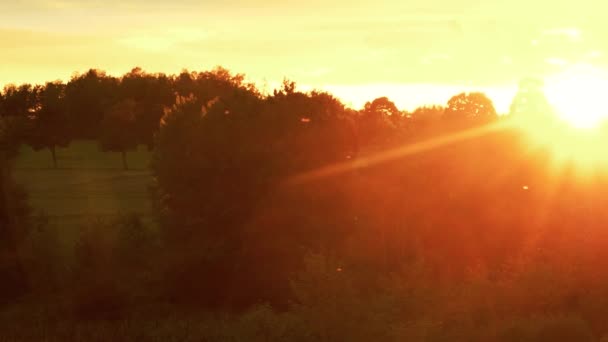 Vuurvliegjes Vliegen Rond Zonsondergang Naadloze Lus — Stockvideo