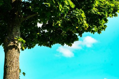 Kopyalama alanı olan akçaağaç