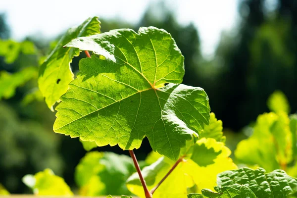 Zelené Vinné Listy Přírodě — Stock fotografie