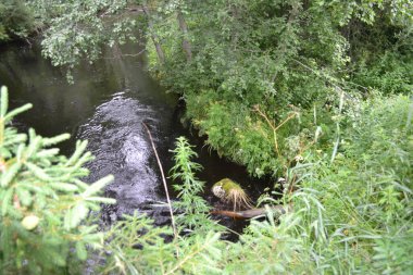 Gündüz vakti Kuzey Ormanı 'nda yaz nehri