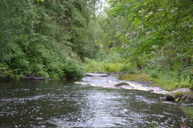 Gündüz vakti Kuzey Ormanı 'nda yaz nehri
