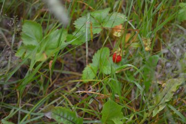 Kuzey ormanındaki bir çalılıkta yabani ahududular