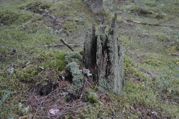 Une Vieille Souche Dans Herbe Dans Forêt — Photo