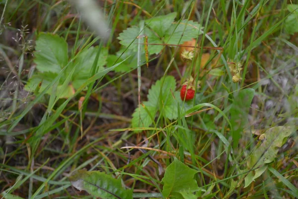Wild Raspberries Bush Northern Forest — Stock Photo, Image