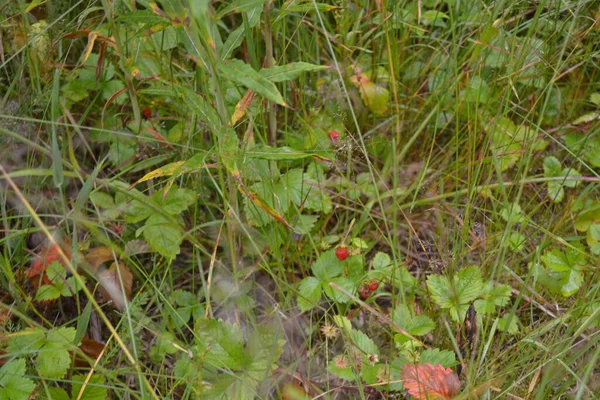 Wilde Himbeeren Auf Einem Busch Nördlichen Wald — Stockfoto