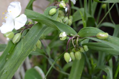  Vadi çiçeğinin zambağı