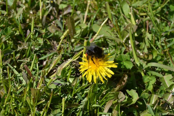 Пчела Одуванчике — стоковое фото