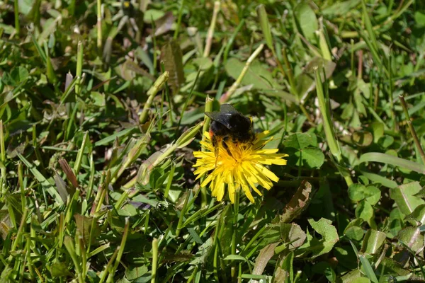 Bij Een Paardebloem — Stockfoto