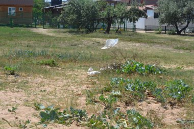  Beyaz güvercinler yazın uçar Temmuz 'da yeşil çimenler