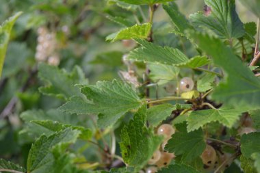 Yaz bahçesinde olgun bektaşi üzümleri güzel bir temmuz gününde