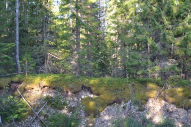 Güneşli bir temmuz gününde güzel yeşil orman