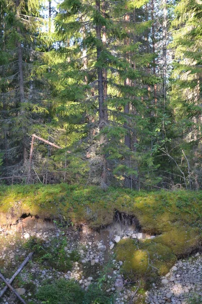 Belle Forêt Sauvage Verte Sur Une Journée Ensoleillée Juillet — Photo