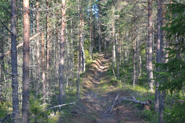 Belle Forêt Sauvage Verte Sur Une Journée Ensoleillée Juillet — Photo