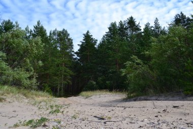 Ağustosta kuzey çam ormanlarında bir yaz günü