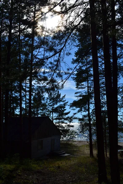 Bosque Pino Del Norte Agosto Día Verano — Foto de Stock