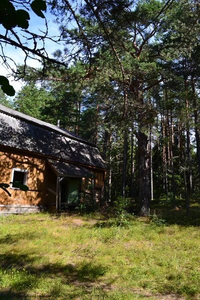 Stary Dom Północnym Lesie Sosnowym Letni Dzień Sierpnia — Zdjęcie stockowe