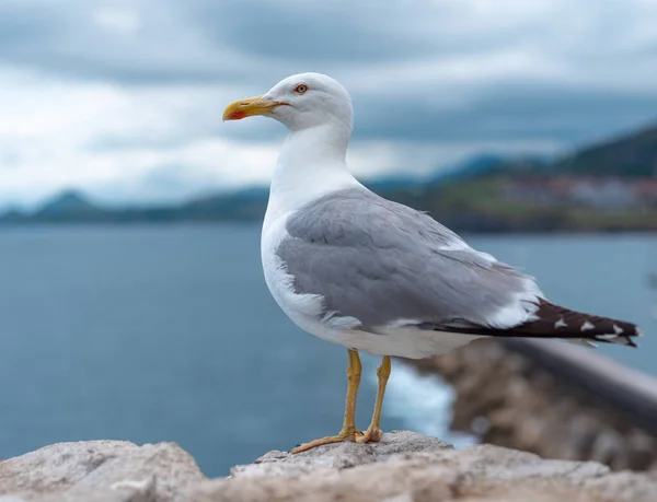 Red Billed Gull Sea Background — Stock Photo, Image