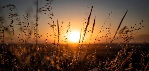 Espigas Trigo Silvestre Campo Atardecer Con Sol Vuelta — Foto de Stock